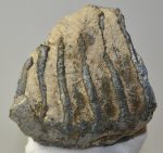 Mammuthus meridionalis részleges fog (1093 gramm)