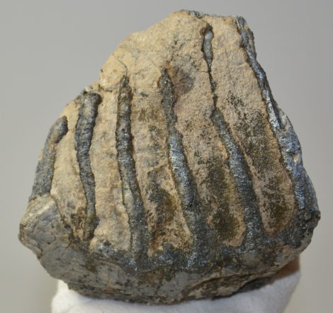Mammuthus meridionalis részleges fog (1093 gramm)