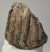 Mammuthus meridionalis részleges fog (1093 gramm)