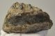 Mammuthus meridionalis részleges fog (1093 gramm)