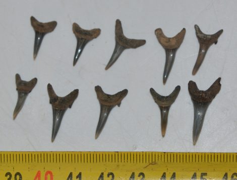 10 db Carcharias acutissima cápa fog