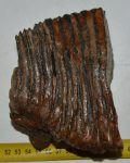 Mammuthus primigenius partial tooth 1025 grams)