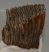 Mammuthus primigenius partial tooth 1025 grams)