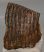 Mammuthus primigenius partial tooth 1025 grams)