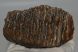 Mammuthus primigenius partial tooth 1025 grams)