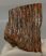 Mammuthus primigenius partial tooth 1025 grams)