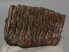 Mammuthus primigenius partial tooth 1025 grams)