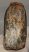 Mammuthus primigenius partial tooth 1025 grams)