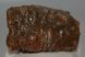 Mammuthus primigenius partial tooth 1025 grams)