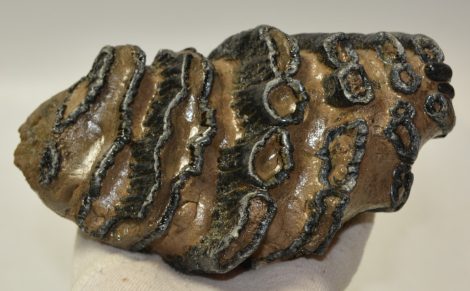 Mammuthus meridionalis fog (1316 gramm)