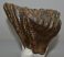 Mammuthus primigenius fog (1379 gramm) ELFOGYOTT (M) 06