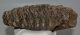 Mammuthus primigenius fog (1379 gramm) ELFOGYOTT (M) 06