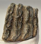 Mammuthus meridionalis részleges fog (552 gramm)