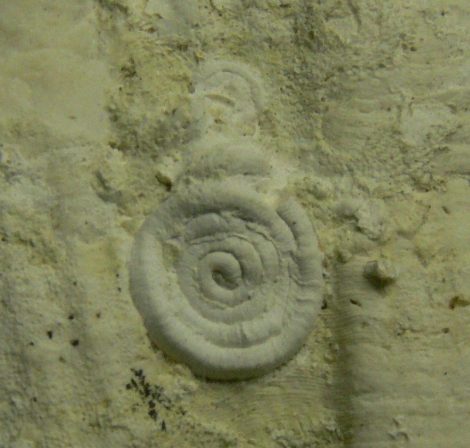 Serpula Spirorbidae Bryozoa maradványos Pecten kagylókövület ELFOGYOTT (EO) 08