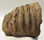 Mammuthus meridionalis részleges fog (2090 gramm)