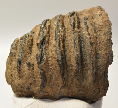 Mammuthus meridionalis részleges fog (2090 gramm)