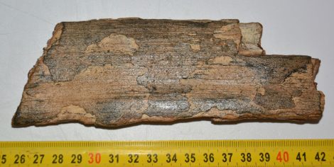 Mammuthus primigenius partial tusk (170 mm x 61 mm)