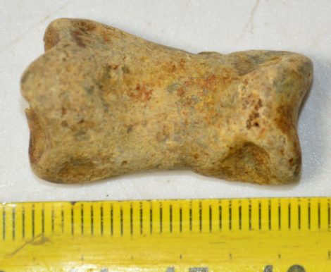  Ursus spelaeus toe bone (30 mm)