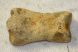  Ursus spelaeus toe bone (30 mm)