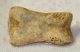  Ursus spelaeus toe bone (30 mm)