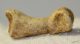  Ursus spelaeus toe bone (30 mm)