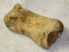  Ursus spelaeus toe bone (30 mm)