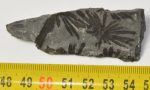 Annularia stellata növény lenyomat Spanyolországból