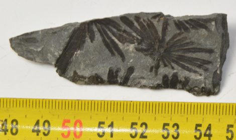 Annularia stellata növény lenyomat Spanyolországból