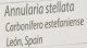 Annularia stellata növény lenyomat Spanyolországból