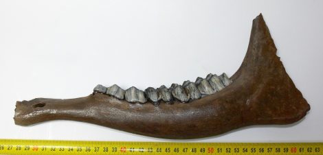 Megaloceros giganteus részleges állkapocs (338 mm)