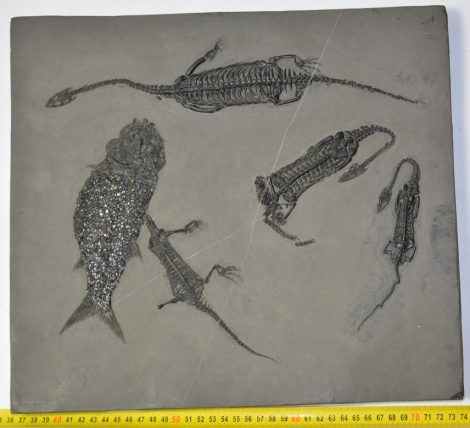 4 Kechiosaurus hui and one Asialepidotus shingyiensis fish fossil