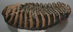 Mammuthus meridionalis lower left tooth (4080 grams)