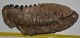 Mammuthus meridionalis lower left tooth (4080 grams)