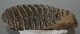 Mammuthus meridionalis lower left tooth (4080 grams)