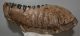 Mammuthus meridionalis lower left tooth (4080 grams)