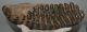 Mammuthus meridionalis lower left tooth (4080 grams)