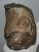 Mammuthus meridionalis lower left tooth (4080 grams)