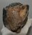 Mammuthus meridionalis lower left tooth (4080 grams)