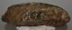 Mammuthus meridionalis lower left tooth (4080 grams)