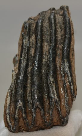 Mammuthus sp. részleges fog (1640 gramm) ELFOGYOTT (M) 06