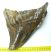 Mammuthus primigenius tooth (1342 grams) Woolly Mammoth