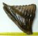 Mammuthus primigenius tooth (1342 grams) Woolly Mammoth SOLD (LL B) 11