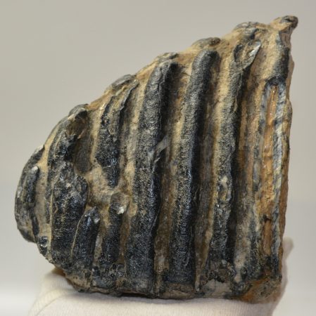 Mammuthus meridionalis részleges fog (1752 gramm)