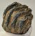 Mammuthus meridionalis részleges fog (925 gramm)