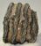 Mammuthus meridionalis részleges fog (925 gramm)