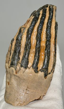 Mammuthus primigenius partial tooth (586 grams)