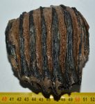 Mammuthus primigenius részleges fog (855 gramm)