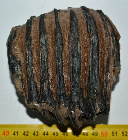 Mammuthus primigenius partial tooth (855 grams)