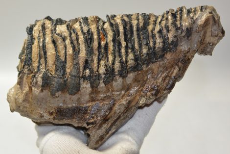 Mammuthus primigenius fog (1381 gramm)