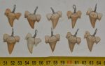 10 Otodus obliquus shark tooth pendants